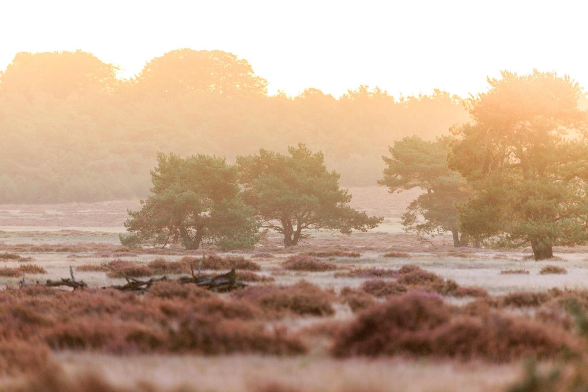 Top Luxe Chalet - Kindvriendelijk - Bos En Heide Harderwijk Buitenkant foto